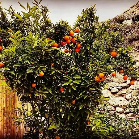 Casa Mandarina